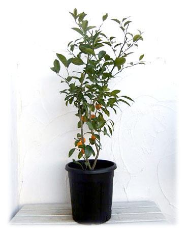 園芸ネット本店｜果樹鉢：ブラック 310型（10号）・365型（12号）各5個