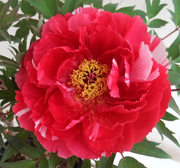 園芸ネット本店｜牡丹（ぼたん）：島錦（しまにしき）7号ポット の通販