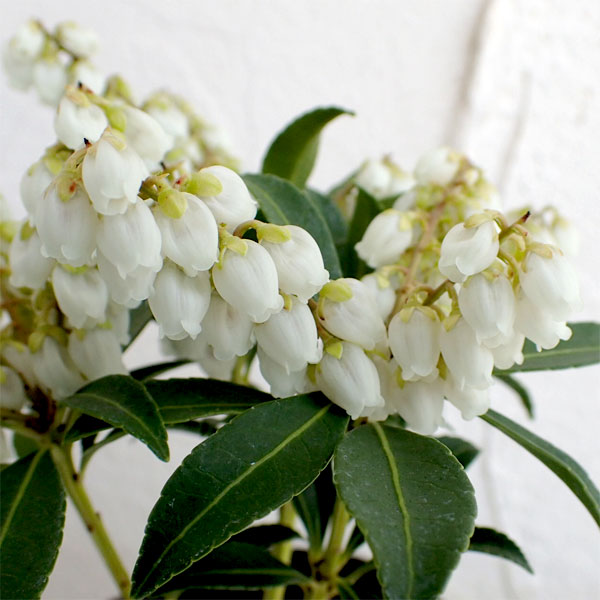 園芸ネット本店｜アセビ（馬酔木）：屋久島アセビ2.5～3号ポット の