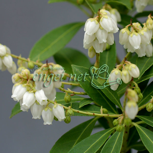 園芸ネット本店｜アセビ（馬酔木）：屋久島アセビ2.5～3号ポット の