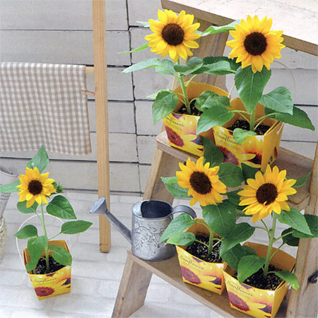 園芸ネット本店｜フローラルコンテナ：スマイルサンフラワー栽培セット