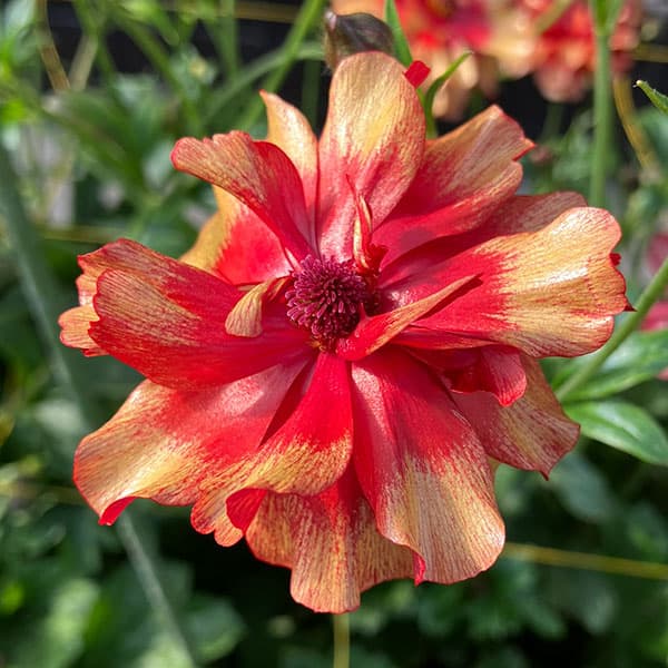 園芸ネット本店｜ラナンキュラス：ラックス ハデス3.5-4号ポット の