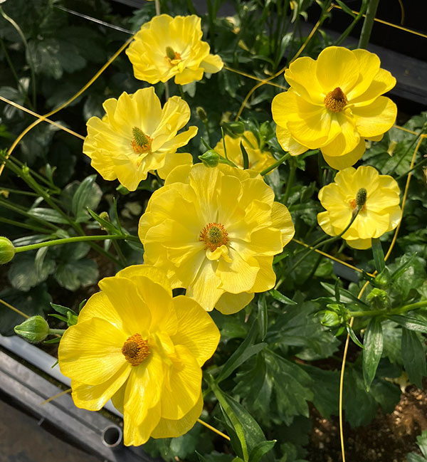 園芸ネット本店｜ラナンキュラス：ラックス ピュタロス5号鉢植えカゴ