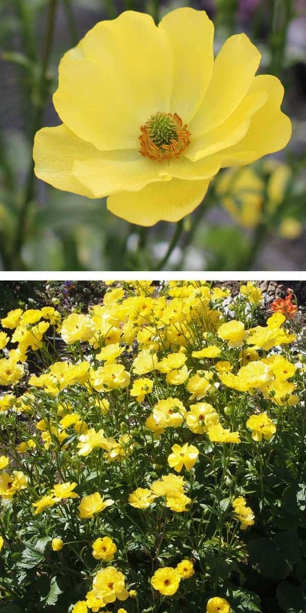 園芸ネット本店｜ラナンキュラス：ラックス ピュタロス5号鉢植えカゴ