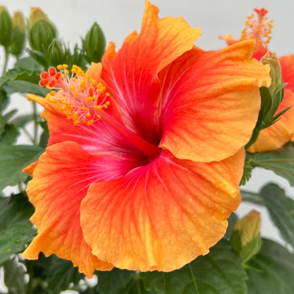 園芸ネット本店｜ハイビスカス（ニューロングライフ）：アポロガーデン