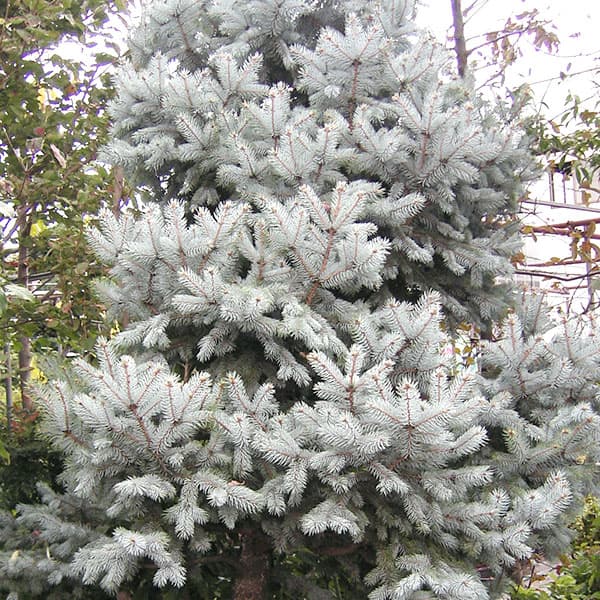 園芸ネット本店｜[送料無料]ピセアプンゲンス（プンゲンストウヒ