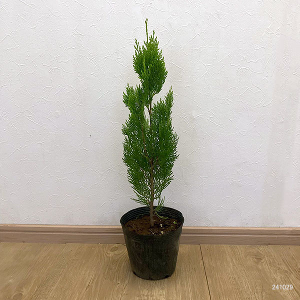 園芸ネット本店｜コニファー（立ち性）：エレガンティシマ5号ポット の