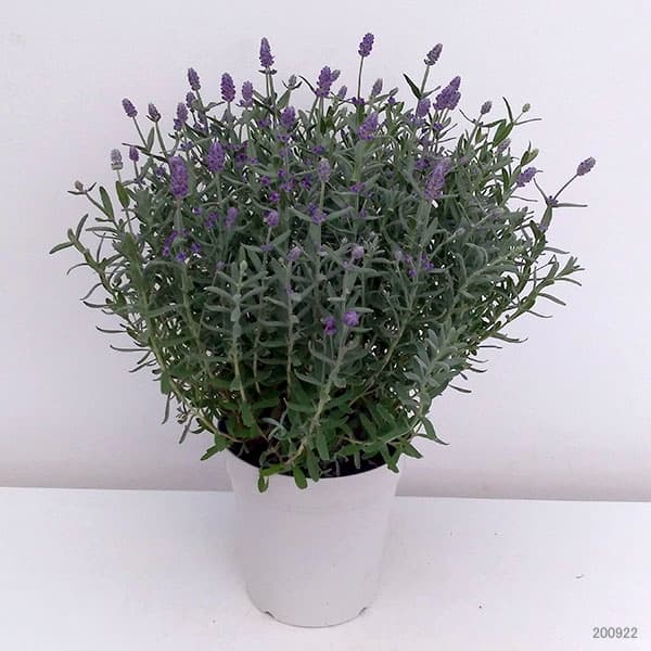 園芸ネット本店｜ラベンダー：センティヴィアブルー5号鉢植え の通販