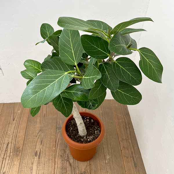 園芸ネット本店｜フィカス：ベンガレンシス 8号鉢植え** の通販【公式】