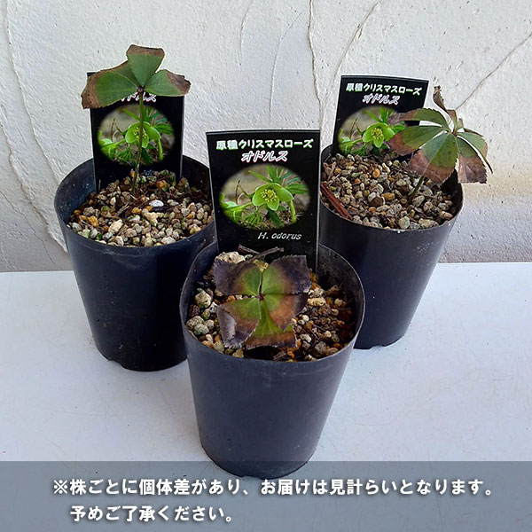 園芸ネット本店｜クリスマスローズ（原種）：オドルス3号ロングポット