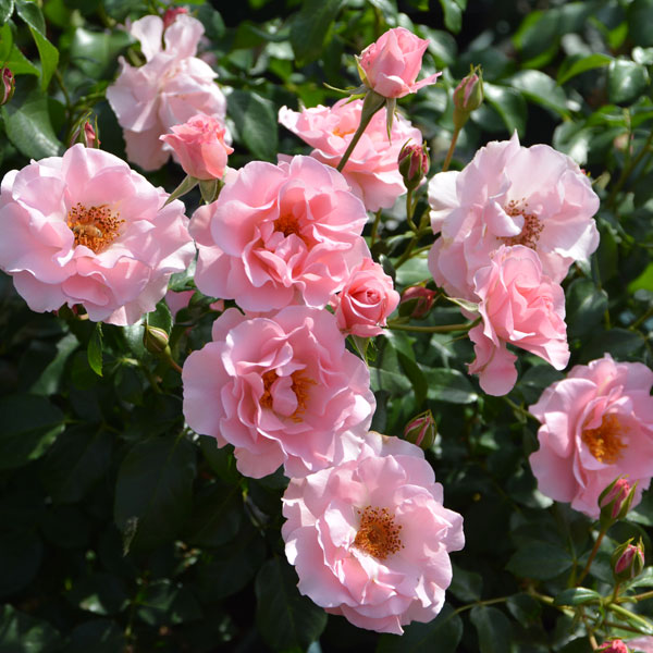 園芸ネット本店｜[送料無料]ロサ・オリエンティス：リサリサ新苗4号