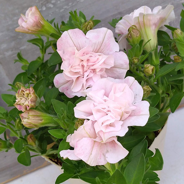 園芸ネット本店｜ペチュニア：ホイップマカロン さくら3-3.5号ポット