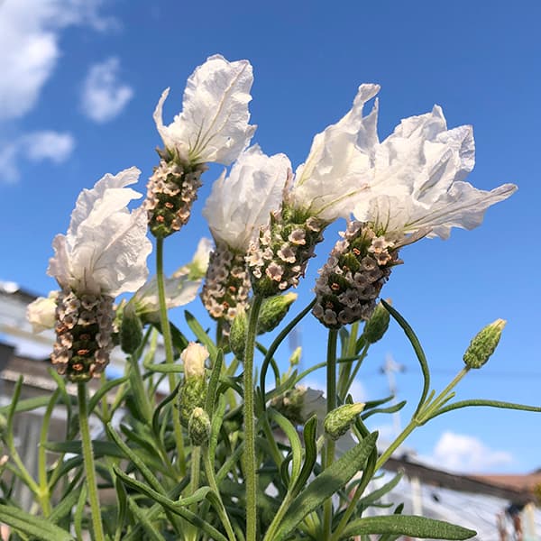 園芸ネット本店｜フレンチラベンダー：ラベラ ピュアホワイト3.5号