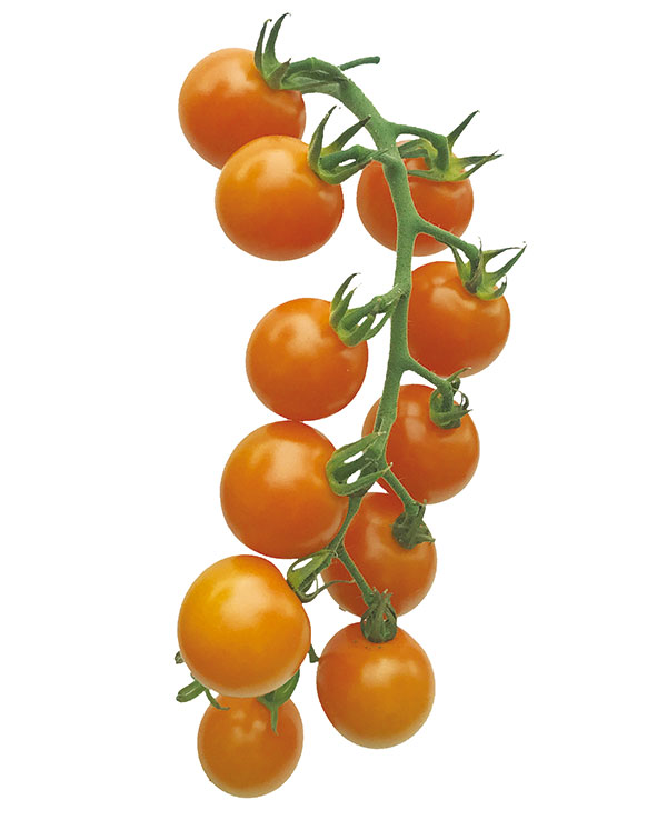 園芸ネット本店｜[26年4月下旬予約]ミニトマト：こあまちゃん(R