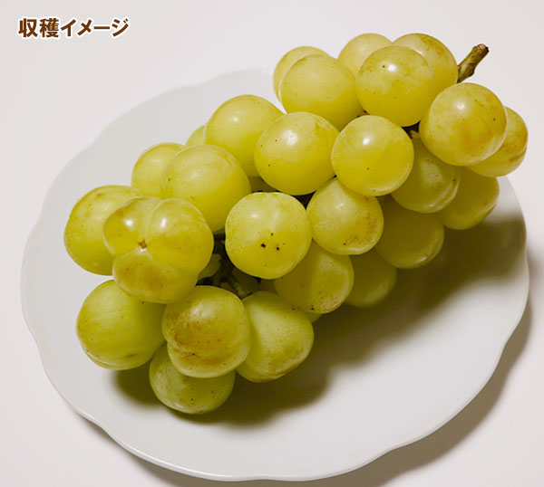 園芸ネット本店｜ブドウ：セトジャイアンツ（瀬戸ジャイアンツ）挿木苗