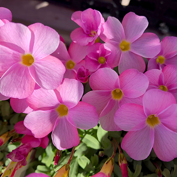 園芸ネット本店｜オキザリス：ラブハピネス ピンク3-3.5号ポット の