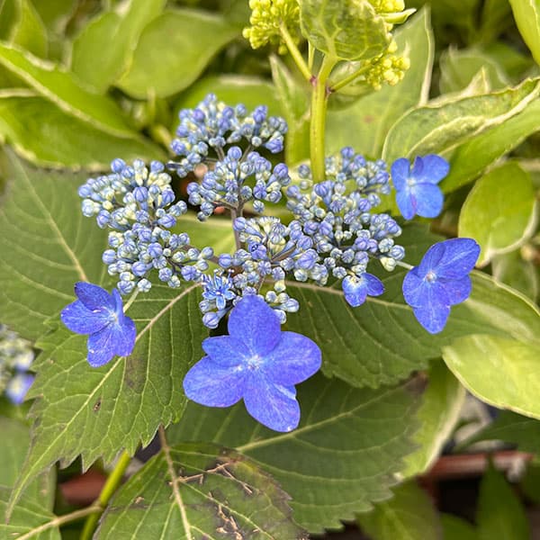 園芸ネット本店｜ヤマアジサイ：海峡（かいきょう）5号ポット の通販