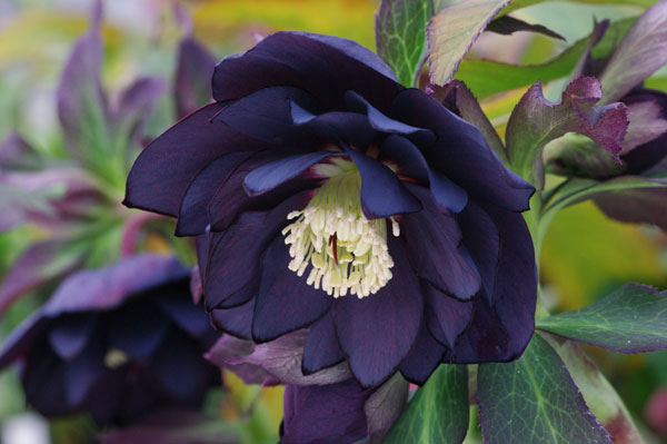 園芸ネット本店｜クリスマスローズ：*ブラックスワン4.5号ポット の