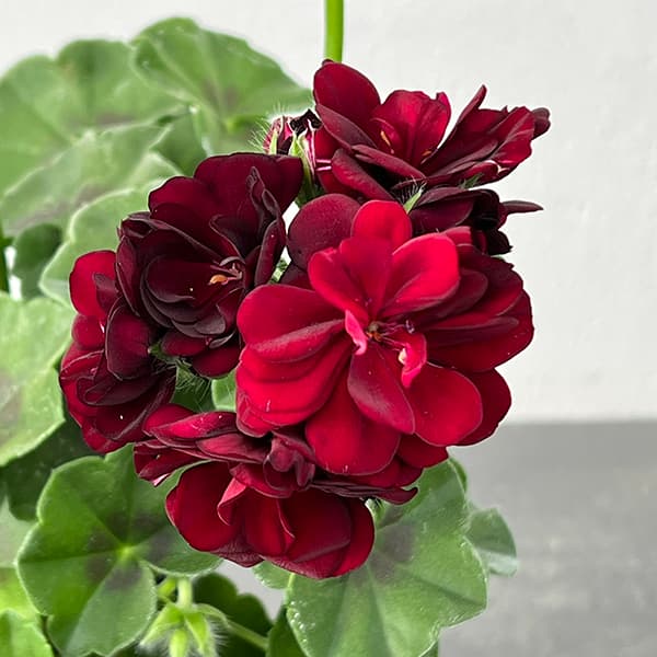 園芸ネット本店｜アイビーゼラニウム：シビルトミー4号ポット の通販