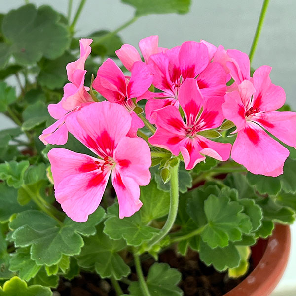 園芸ネット本店｜ゼラニウム：ツーインワン ピンクスプラッシュ5号