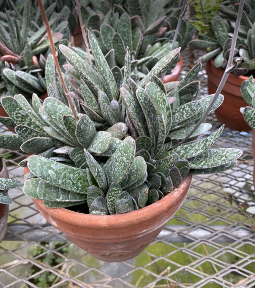 園芸ネット本店｜ガステリア5号鉢植え の通販【公式】