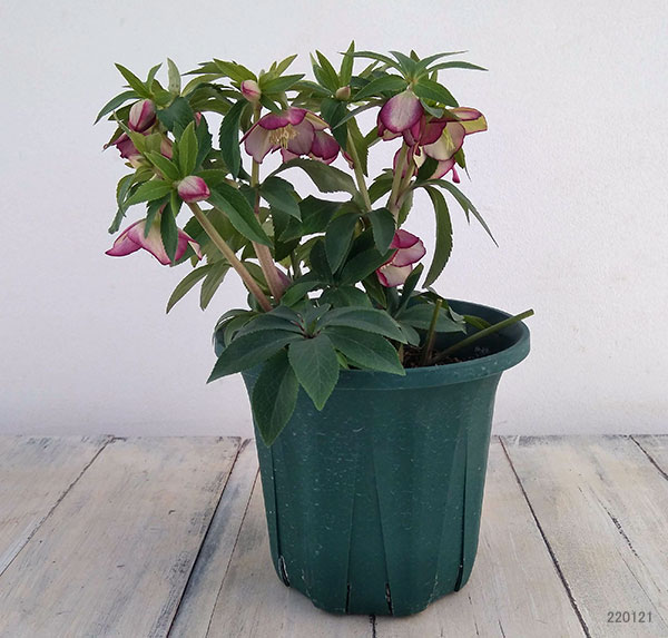 園芸ネット本店｜クリスマスローズ：*プチドール彩（あや）5号鉢（開花