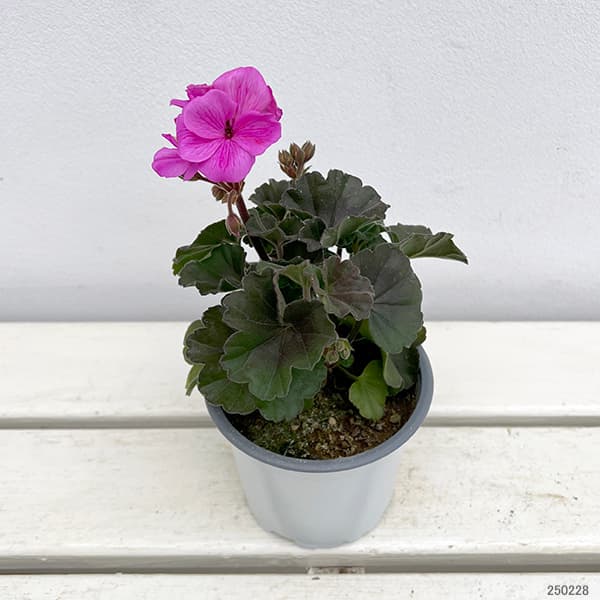 園芸ネット本店｜ゼラニウム：ムーンライト ヴィオリーノ11cmポット の