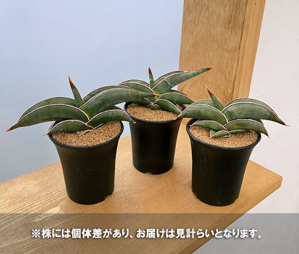 園芸ネット本店｜サンセベリア：ロリダ 3号鉢植え の通販【公式】