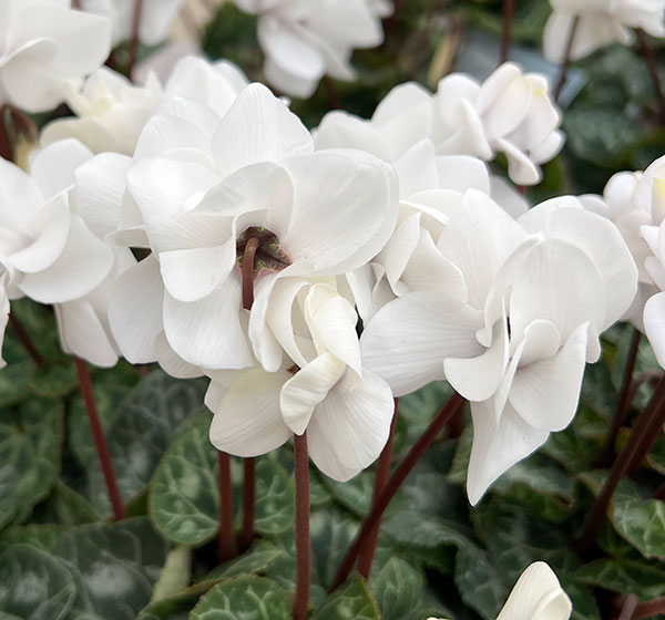 園芸ネット本店｜シクラメン：フェアリーピコ・ポーラー3号ロング