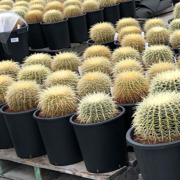 園芸ネット本店｜サボテンの王様：金シャチ（キンシャチ・金鯱）8号