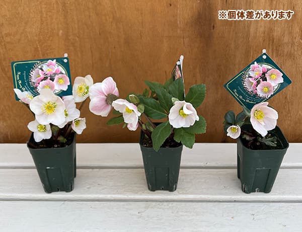 園芸ネット本店｜クリスマスローズ（原種系）：フルール ド ノエル