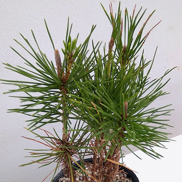 園芸ネット本店｜三河黒松寄せ（数株の寄せ植え）3号ポット の通販【公式】