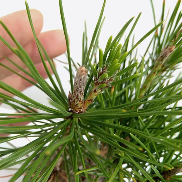 園芸ネット本店｜三河黒松寄せ（数株の寄せ植え）3号ポット の通販【公式】