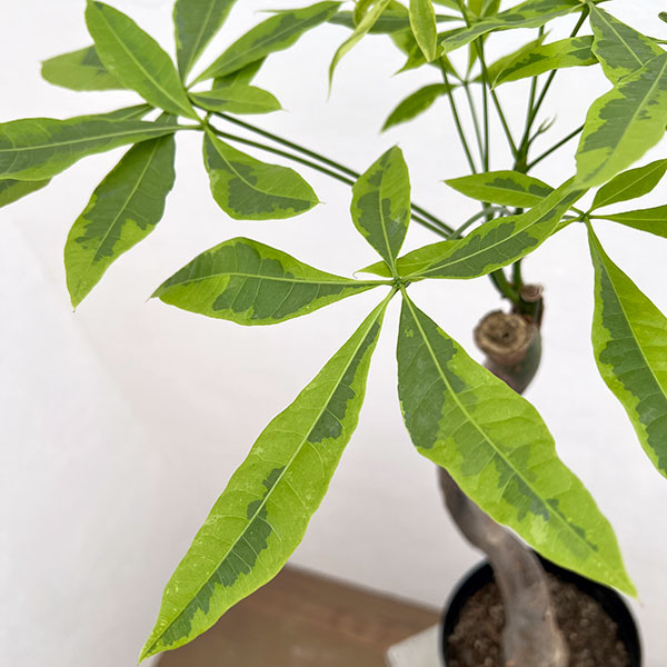 園芸ネット本店｜パキラ：ムーンライト 6号鉢植え24-01 の通販【公式】