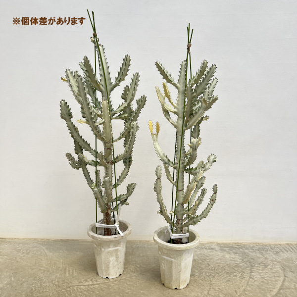 園芸ネット本店｜[ザ・ファームセレクト]ユーフォルビア：ホワイト