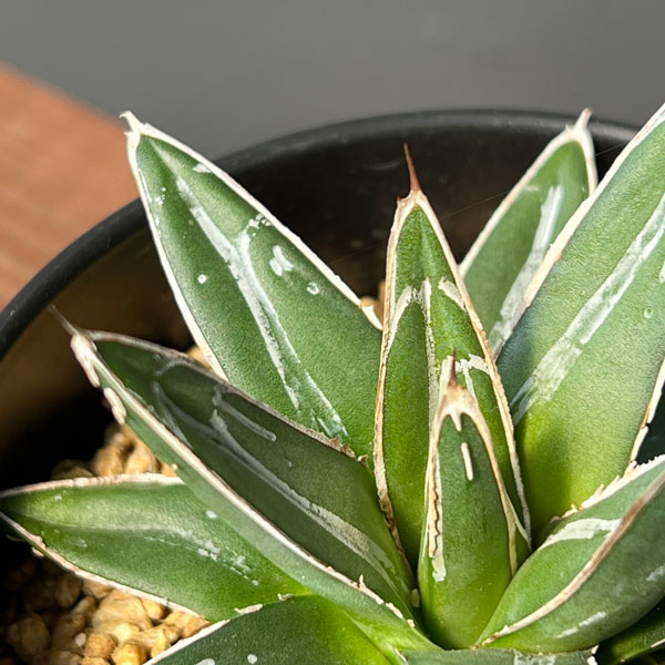 園芸ネット本店｜アガベ：笹の雪 3.5号鉢植え の通販【公式】