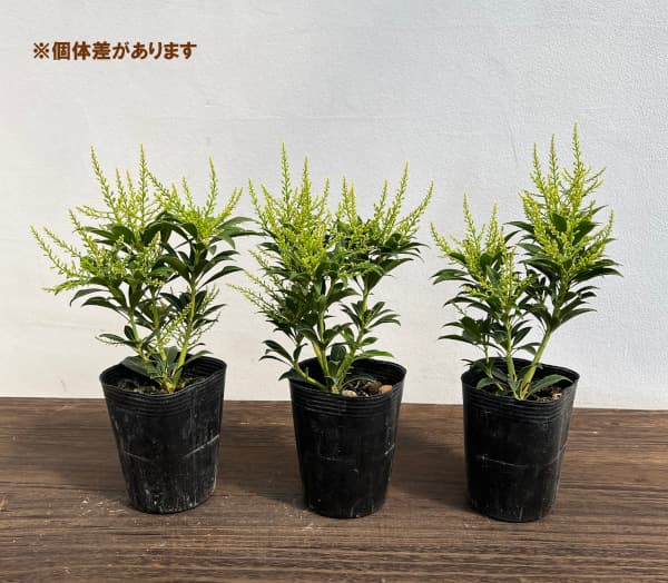 園芸ネット本店｜アセビ（馬酔木）：屋久島アセビ3号ポット の通販【公式】
