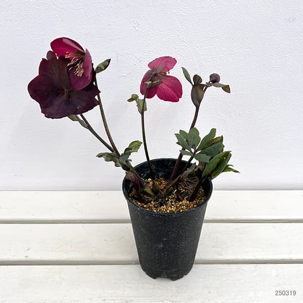 園芸ネット本店｜クリスマスローズ：ニゲル バーブームシフラ4号ポット