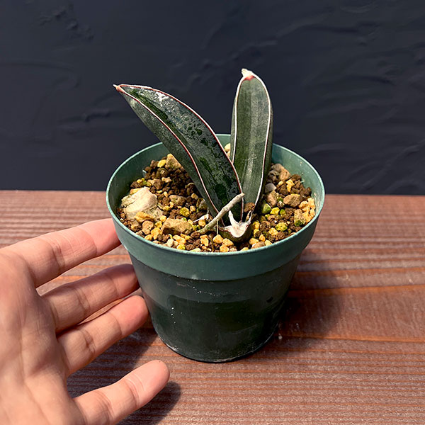 ブルーバット 超斑入り サンスベリア ロリダ 多肉植物 コーデックス