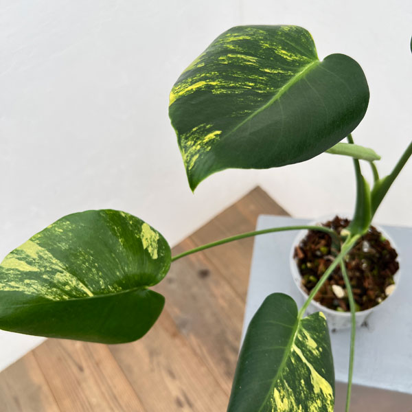 園芸ネット本店｜モンステラ：デリシオーサ イエローマリリン 4号