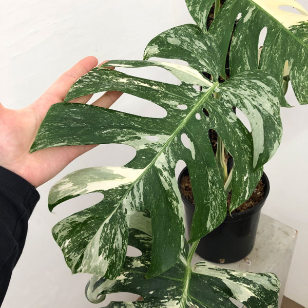 園芸ネット本店｜[ザ・ファームセレクト]モンステラ：ボルシギアナ