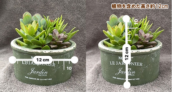 園芸ネット本店｜[送料無料]多肉寄せ植えカラーテラコッタ緑 直径13cm