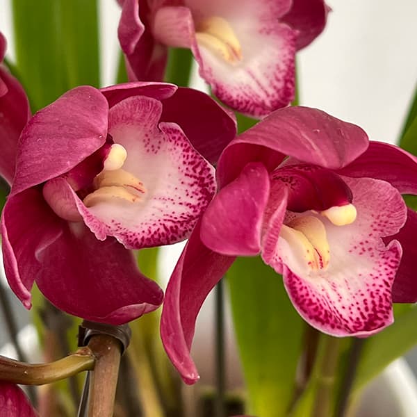 園芸ネット本店｜シンビジウム：ワインシャワー3本立アーチ仕立て4号