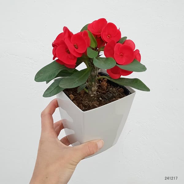 園芸ネット本店｜ハナキリン：八福神 赤系 4号ポット の通販【公式】