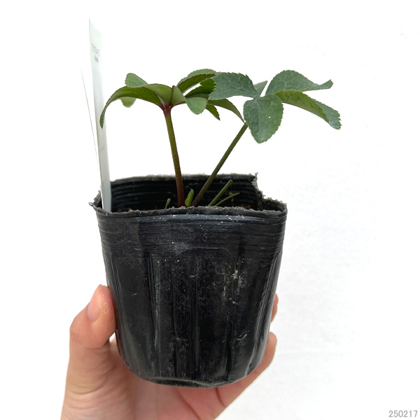 園芸ネット本店｜【お1人様1ポット】大和園さんのクリスマスローズ：24