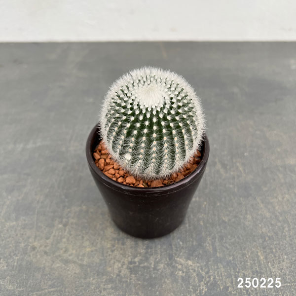 園芸ネット本店｜サボテン：ノトカクタス 小町 3号鉢入り の通販【公式】