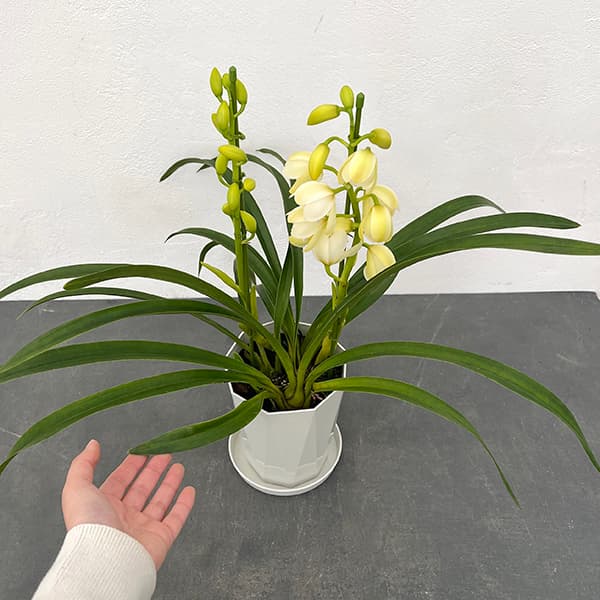 園芸ネット本店｜テーブルシンビジウム：森の精 れい2本立ち 5号鉢植え