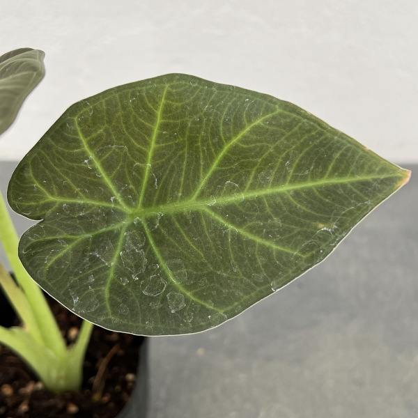 園芸ネット本店｜アロカシア：リーガルシールズ 3.5号ポット の通販