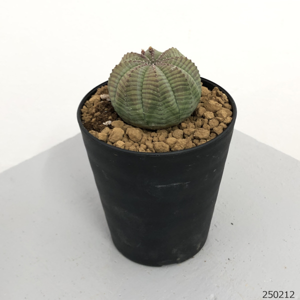 園芸ネット本店｜ユーフォルビア：オベサ 3号鉢植え の通販【公式】