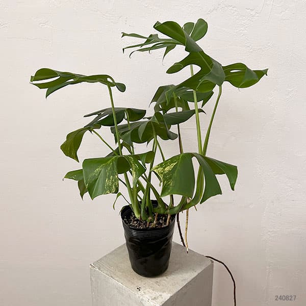 園芸ネット本店｜モンステラ：デリシオーサ 斑入り（実生株） 5号24-02